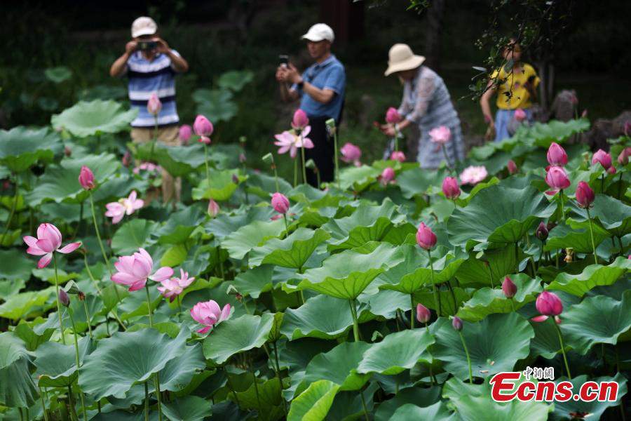 Lotus flowers bloom at Mochouhu Park in Nanjing in early summer