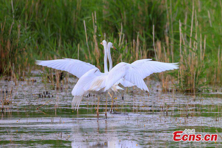 Little egrets frolic on Bosten Lake in China's Xinjiang
