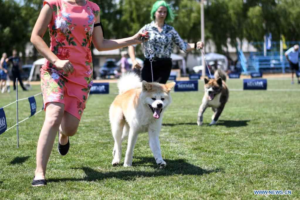 Dog Show Held In Samobor Croatia People S Daily Online
