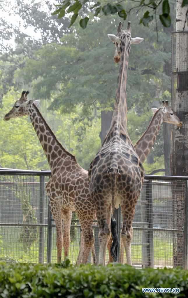 Animals at Beijing Zoo (2) - People's Daily Online Animals at Beijing Zoo (2) - People's Daily Online