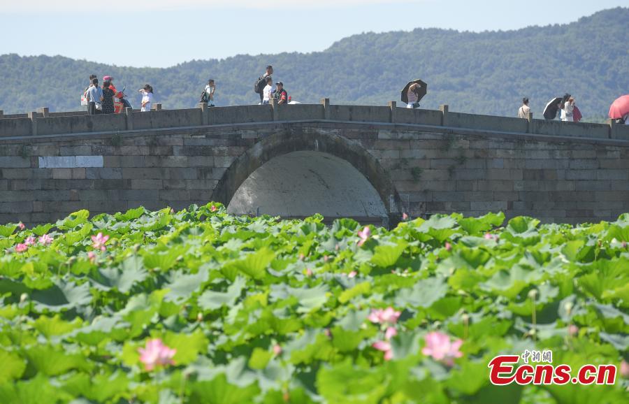 Blooming lotus flowers adorn West Lake on summertime