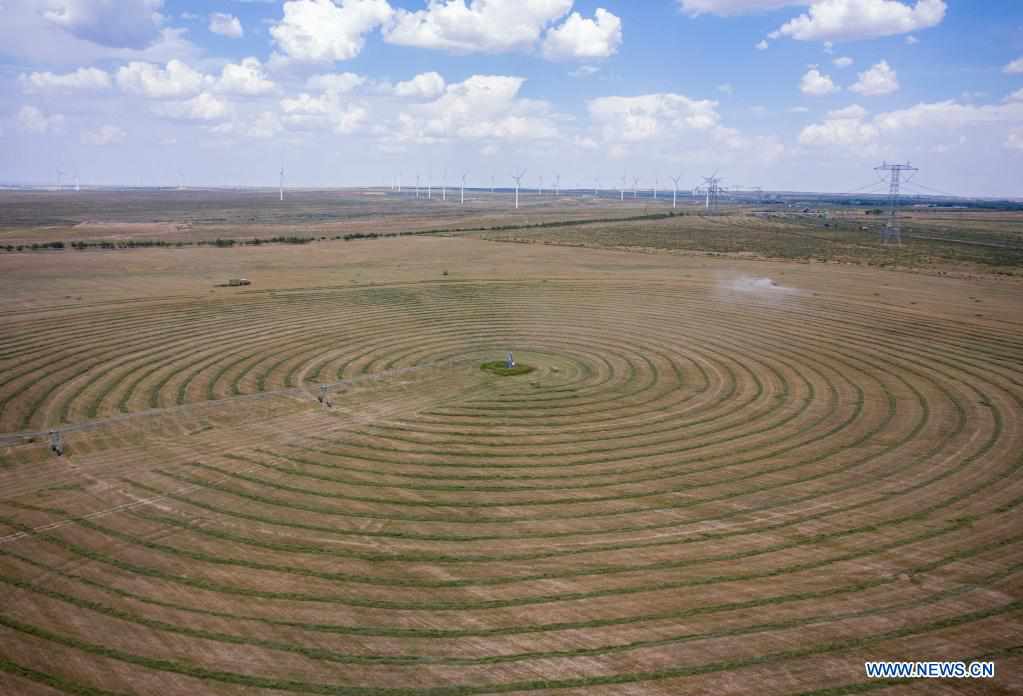 Forage grass harvested in Yanchi, China's Ningxia