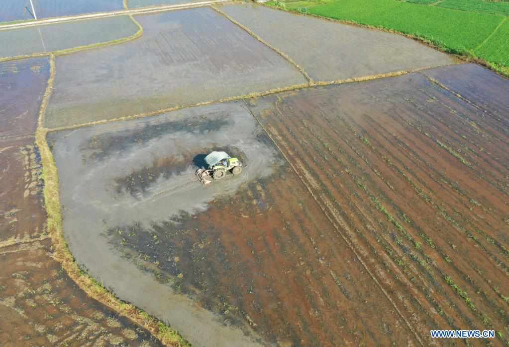 Hunan embraces harvest season of rice