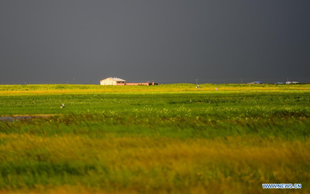 Summer landscape of Chenbarhu Banner Grassland in Inner Mongolia