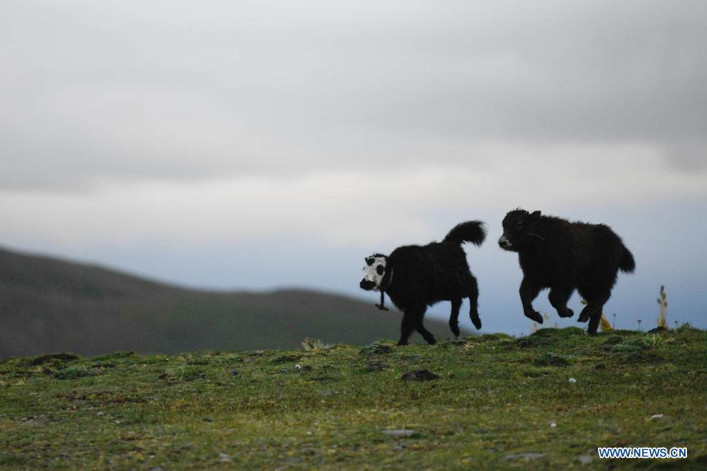 Scenery of summer pasture in Qinghai