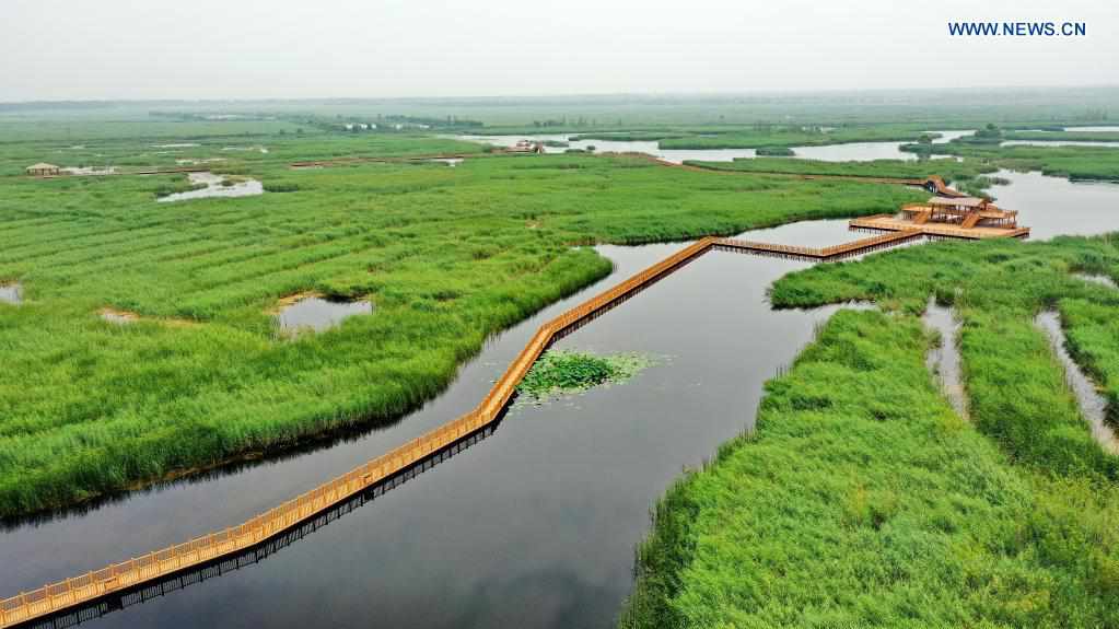 Ecological environment of Baiyangdian Lake in China's Hebei improved