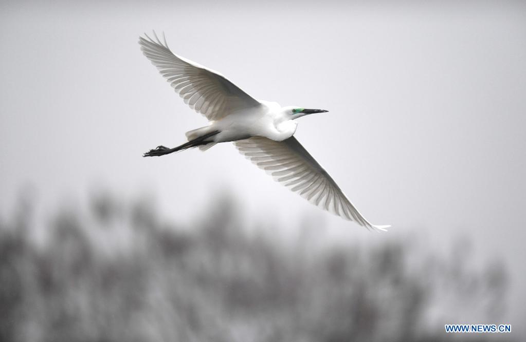 Egrets at Xiangshan Forest Park, Jiangxi