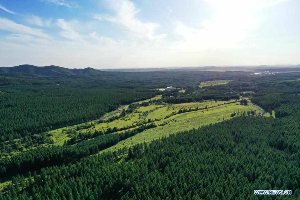 Saihanba forest farm in Hebei