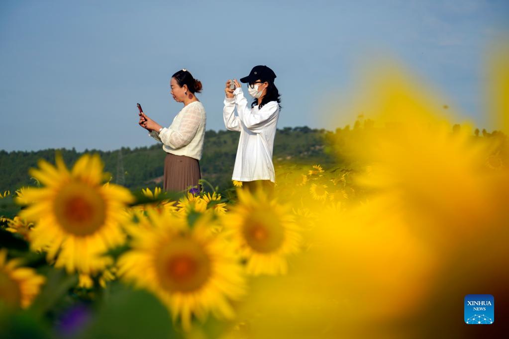 Pics of sunflowers in Zunhua City, Hebei