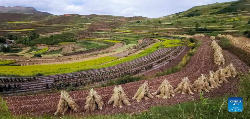 Terraced fields in Lintan County, Gansu