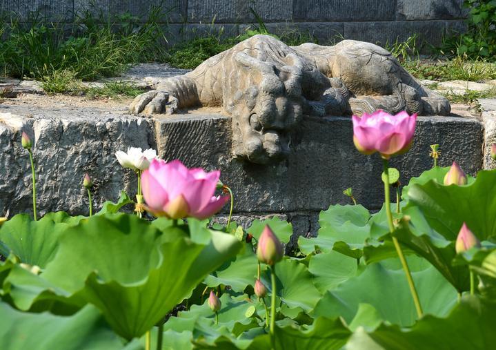 万宁桥位于北京地安门外大街中部、什刹海东岸,是北京中轴线上最古老的桥梁,至今已有700多年历史。近年来,北京市持续为万宁桥“瘦身减负”,桥体风貌得以完整展现,方便游客走近欣赏,深入了解古桥承载的价值和内涵。这是2023年7月18日拍摄的北京万宁桥桥东的镇水兽。 万宁桥位于北京地安门外大街中部、什刹海东岸,是北京中轴线上最古老的桥梁,至今已有700多年历史。近年来,北京市持续为万宁桥“瘦身减负”,桥体风貌得以完整展现,方便游客走近欣赏,深入了解古桥承载的价值和内涵。这是2023年7月18日拍摄的北京万宁桥桥东的镇水兽。