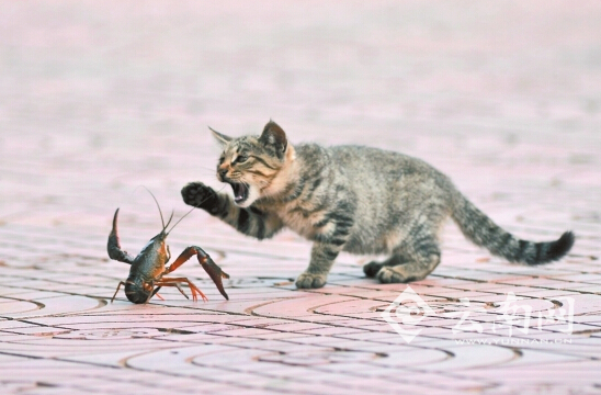 昆明大观河边现猫虾大战 小龙虾吓退3猫组
