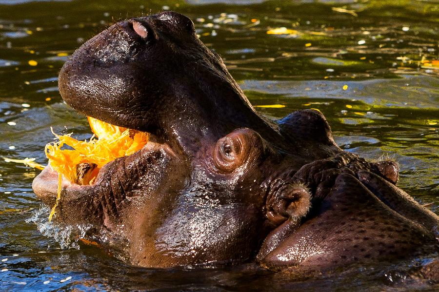 Hippos devour Halloween-festive offerings during Woodland Park Zoo's annual Pumpkin Bash, Oct. 16, 2014, at Woodland Park Zoo in Seattle, Washington, the United States. (Xinhua/AP Photo)