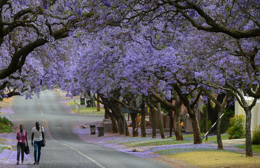  A man and a woman walk past Jacaranda trees in Pretoria, South Africa, on Oct. 15, 2014. Jacaranda trees are in full blossom in Pretoria of South Africa from early October, which is popularly known as The Jacaranda City due to the enormous number of Jacaranda trees planted as street trees and in parks and gardens. (Xinhua/Zhai Jianlan) 