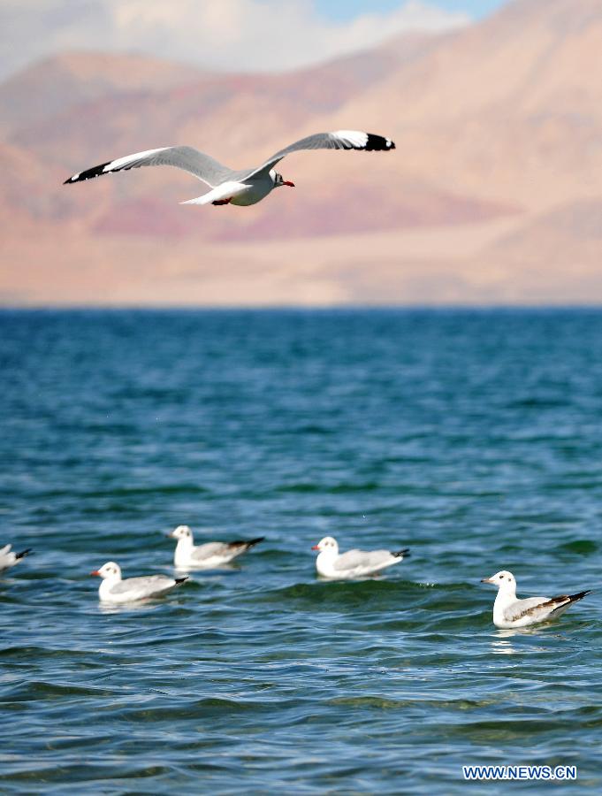 Black-headed gulls look for food on Pangong Tso Lake in Ngari Prefecture, southwest China's Tibet Autonomous Region, Oct. 20, 2014. (Xinhua/Wen Tao)