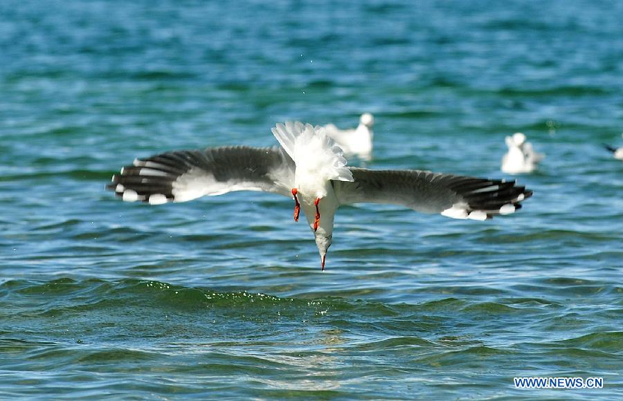 A black-headed gull looks for food on Pangong Tso Lake in Ngari Prefecture, southwest China's Tibet Autonomous Region, Oct. 20, 2014. (Xinhua/Wen Tao)