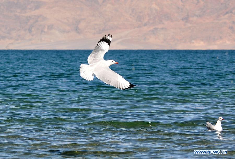 Black-headed gulls look for food on Pangong Tso Lake in Ngari Prefecture, southwest China's Tibet Autonomous Region, Oct. 20, 2014. (Xinhua/Wen Tao)