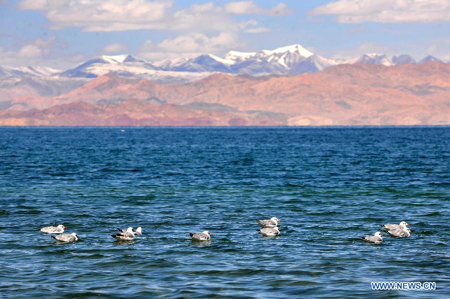 Black-headed gulls look for food on Pangong Tso Lake in Ngari Prefecture, southwest China's Tibet Autonomous Region, Oct. 20, 2014. (Xinhua/Wen Tao)