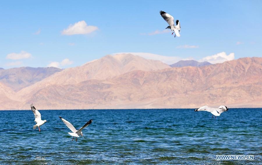 Black-headed gulls look for food on Pangong Tso Lake in Ngari Prefecture, southwest China's Tibet Autonomous Region, Oct. 20, 2014. (Xinhua/Wen Tao)