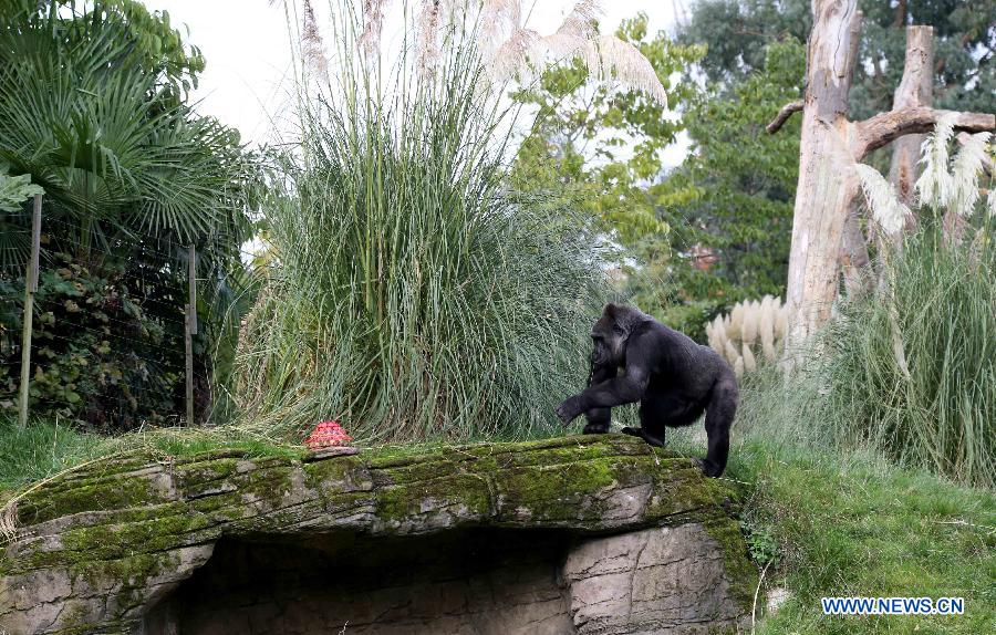 London Zoo's oldest female gorilla Zaire walks to her birthday cake at London Zoo in London, Britain, on Oct. 23, 2014. 