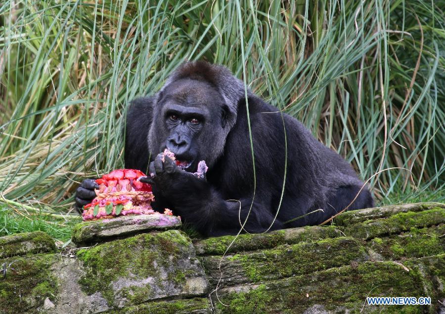 London Zoo's oldest female gorilla Zaire enjoys her birthday cake at London Zoo in London, Britain, on Oct. 23, 2014.