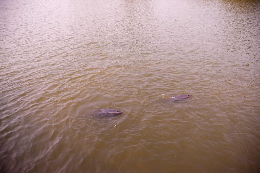 CHINA-ANHUI-TONGLING-FRESHWATER DOLPHINS (CN)