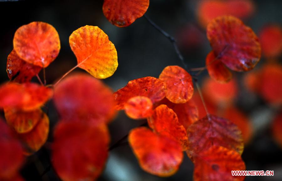 Photo taken on Oct. 23, 2014 shows red leaves in autumn at the Xi Shan National Forest Park in Beijing, capital of China. (Xinhua/Li Jundong) 