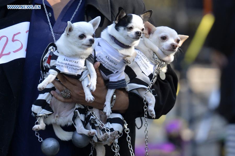 Annual Halloween Dog Parade held in NYC