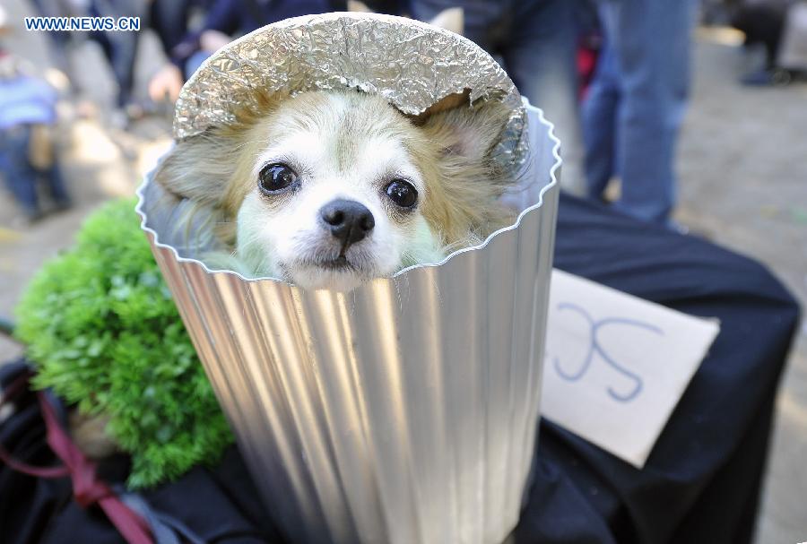 Annual Halloween Dog Parade held in NYC