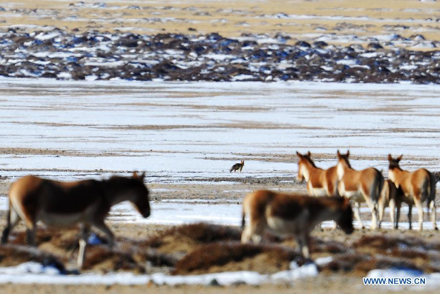 CHINA-TIBET-ALI-WILDLIFE-PROTECTION (CN)