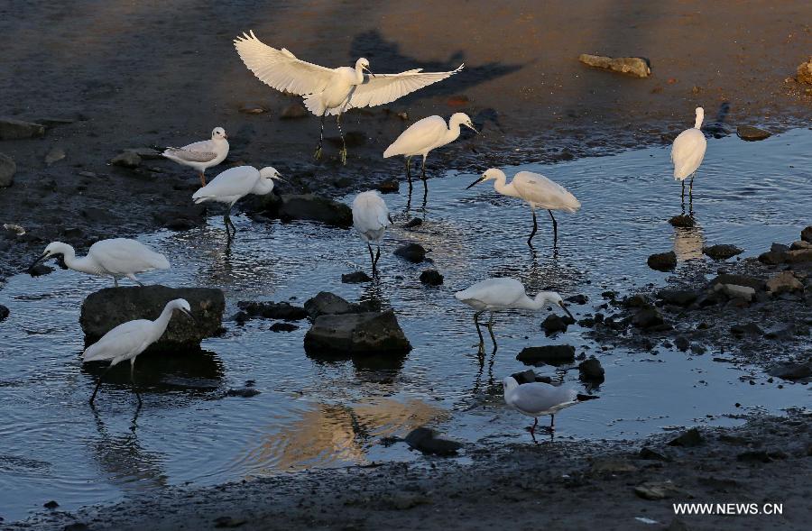 A flock of water birds look for food in the Geziwo Park within the Beidaihe scenic area in Qinhuangdao, north China's Hebei Province, Oct. 27, 2014. The Beidaihe scenic area has entered its best season for birdwatching, as over 400 bird species make their stop here during their annual winter migration. 