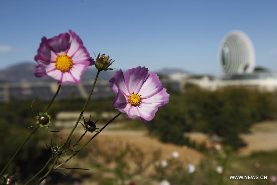 Photo taken on Oct. 15, 2014 shows flowers in front of the Sunrise East Kempinski Hotel near the Yanqi Lake in the Huairou District of Beijing, capital of China. The 2014 APEC economic leaders' meeting will be held at Beijing's outskirt Yanqi Lake in November. 