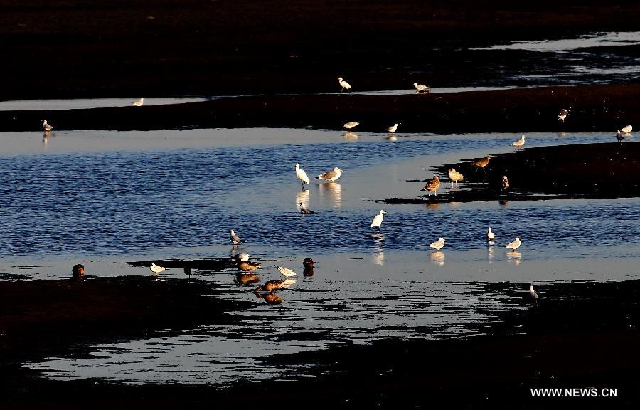 A flock of water birds look for food in the Geziwo Park within the Beidaihe scenic area in Qinhuangdao, north China's Hebei Province, Oct. 27, 2014. The Beidaihe scenic area has entered its best season for birdwatching, as over 400 bird species make their stop here during their annual winter migration.