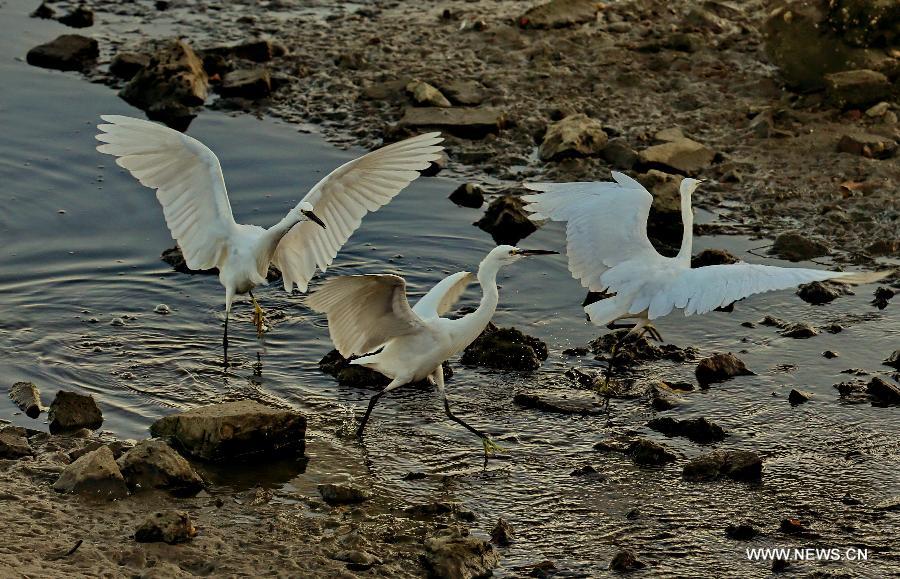 Three egrets look for food in the Geziwo Park within the Beidaihe scenic area in Qinhuangdao, north China's Hebei Province, Oct. 27, 2014. The Beidaihe scenic area has entered its best season for birdwatching, as over 400 bird species make their stop here during their annual winter migration.