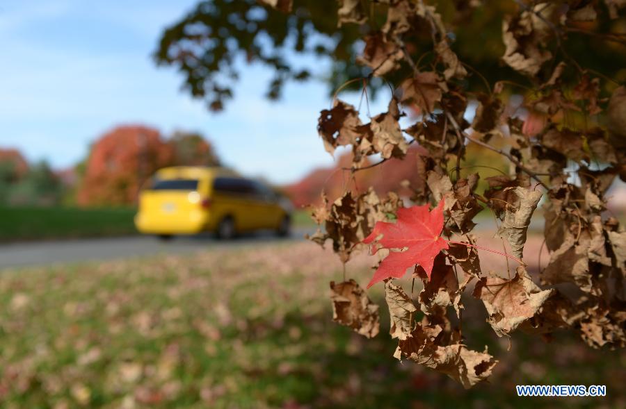 In pictures: fall foliage in in Washington D.C., capital of US