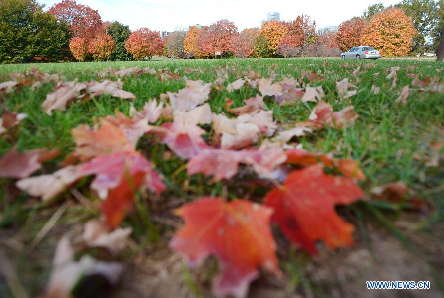 In pictures: fall foliage in in Washington D.C., capital of US