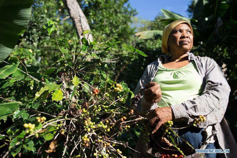 A farmer picks coffee beans in Los Cacaos Municipality of San Cristobal Province, the Dominican Republic, Oct. 28, 2014. 