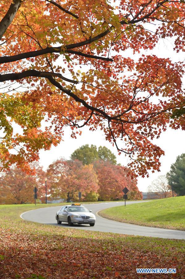 In pictures: fall foliage in in Washington D.C., capital of US