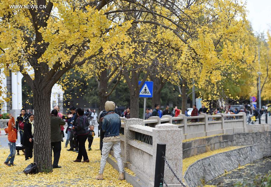 CHINA-BEIJING-AUTUMN-GINKGO LEAVES (CN)