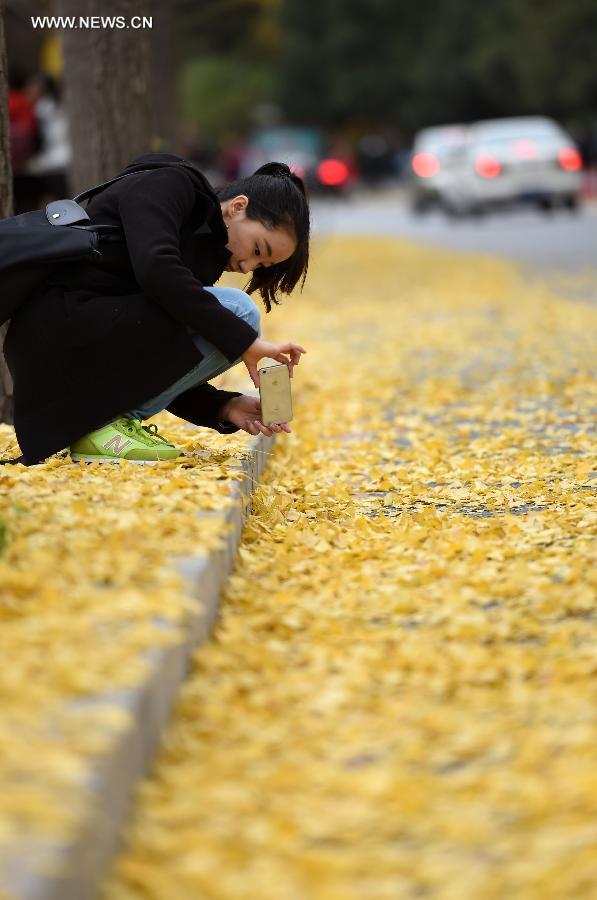 CHINA-BEIJING-AUTUMN-GINKGO LEAVES (CN)