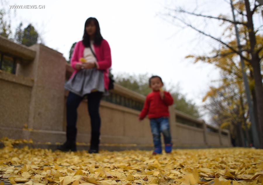 CHINA-BEIJING-AUTUMN-GINKGO LEAVES (CN)