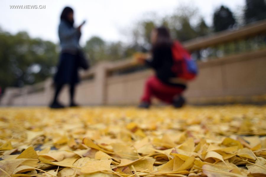 CHINA-BEIJING-AUTUMN-GINKGO LEAVES (CN)