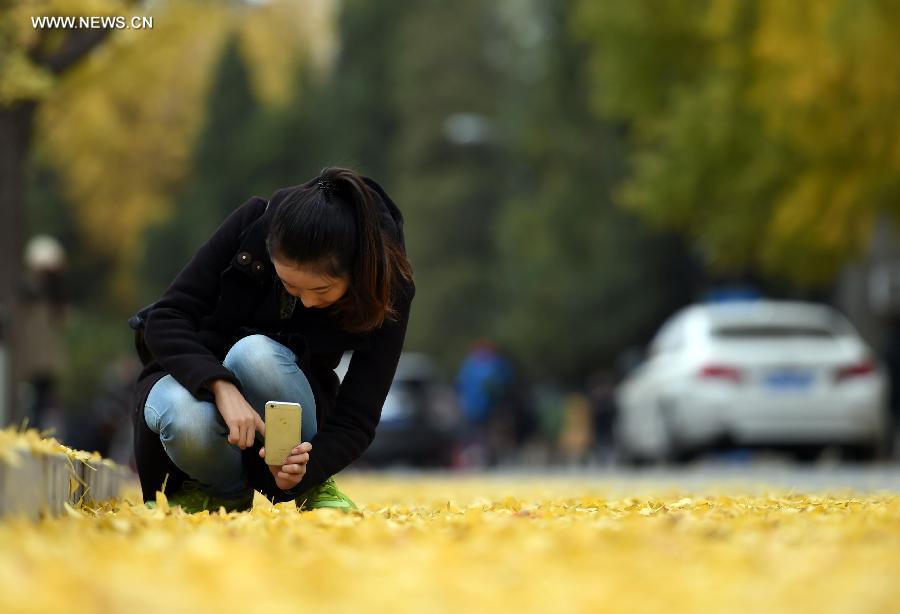 CHINA-BEIJING-AUTUMN-GINKGO LEAVES (CN)