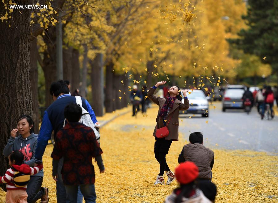 CHINA-BEIJING-AUTUMN-GINKGO LEAVES (CN)