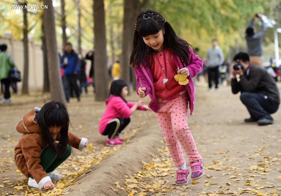 CHINA-BEIJING-AUTUMN-GINKGO LEAVES (CN)