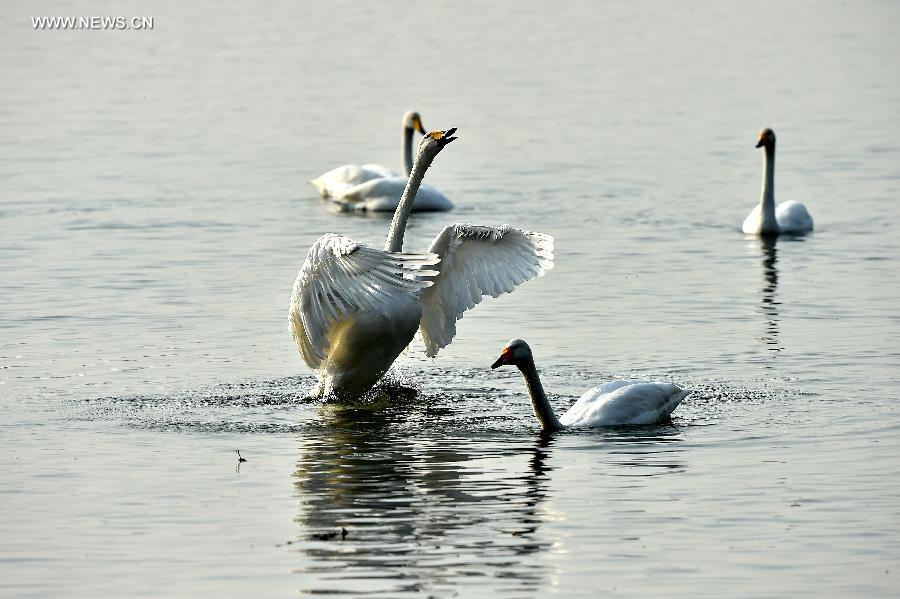 CHINA-SHANXI-PINGLU-SWANS (CN)