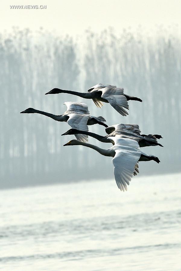 CHINA-SHANXI-PINGLU-SWANS (CN)