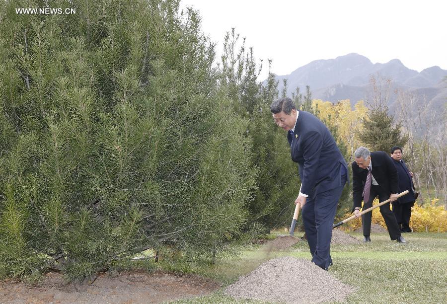 (APEC 2014) CHINA-BEIJING-ECONOMIC LEADERS’ MEETING-TREES (CN)