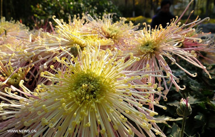 CHINA-SHANDONG-JINAN-FLOWERS (CN) 
