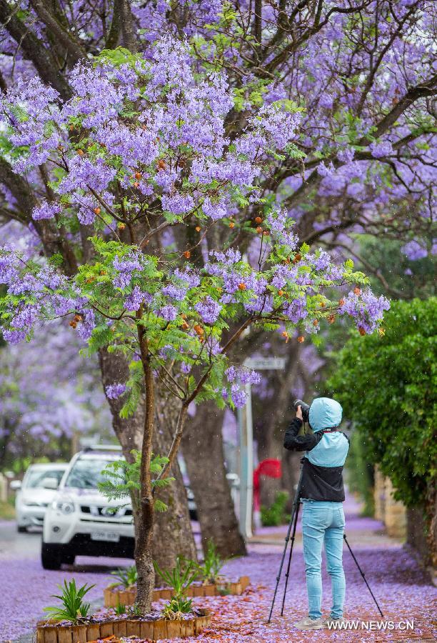 A girl takes photos of Jacaranda trees in Adelaide, Australia, Nov. 22, 2014. 